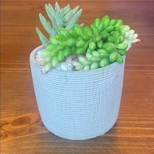 Succulent Arrangement in Textured Planter 5” tall